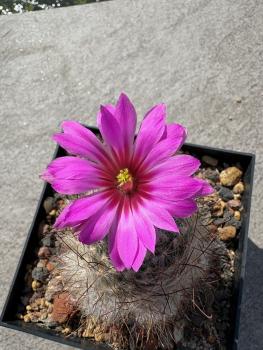 Mammillaria guelzowiana
